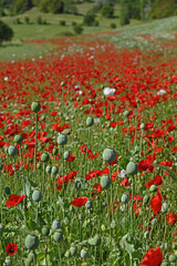 poppy plant in a poppy field. red poppy