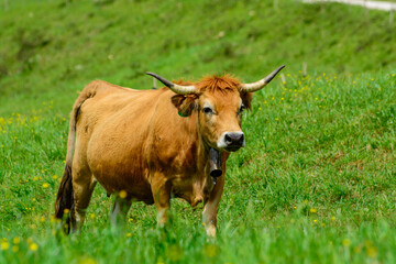Brown Asturian cows, livestock with little calfs on green grass pasture, Picos de Europe, Los Arenas, Asturias, Spain