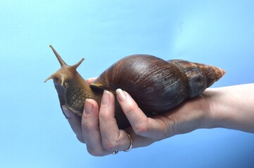 snail on the palm - obrazy, fototapety, plakaty