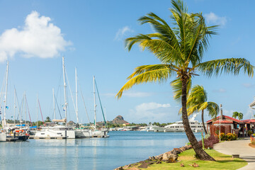 Coastline marina view with anchored yachts and palms on the shore, Castries, Saint Lucia