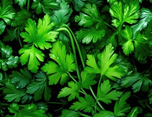 On a dark wooden table, a bunch of green fresh fragrant parsley before adding to food for taste and smell. Created with Generative AI technology.