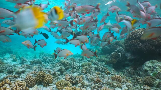 Underwater a blacktip reef shark swims through a shoal of fish (humpback red snapper) over a coral reef, natural scene, Pacific ocean, French Polynesia
