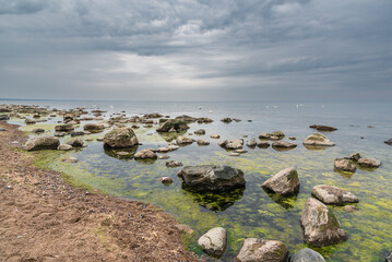 Empty Baltic sea beach full of stones and seaweeds in overcast summer day at Vidzeme, Latvia. Mute swans in the water.