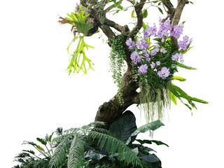 Tropical plants bush with tropical rainforest tree with epiphytes creeper plants Staghorn fern, Bird's nest fern, hanging Dischidia succulent plant and purple Vanda orchid flowers  - 614548586