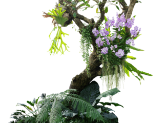 Tropical plants bush with tropical rainforest tree with epiphytes creeper plants Staghorn fern, Bird's nest fern, hanging Dischidia succulent plant and purple Vanda orchid flowers 