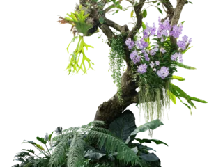 Foto auf Leinwand Tropical plants bush with tropical rainforest tree with epiphytes creeper plants Staghorn fern, Bird's nest fern, hanging Dischidia succulent plant and purple Vanda orchid flowers  © Chansom Pantip