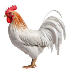 White hen isolated on the transparent background PNG. AI generative.