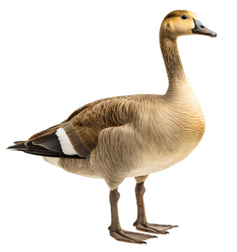 Goose isolated on the transparent background PNG. AI generative.