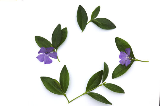 Vinca minor green leaves and blue flowers on a white background. Evergreen plant wreath on white. Isolated