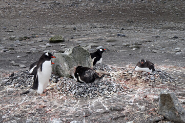 Pinguins in the rocky shores of South Shetland islands, in Antartica.