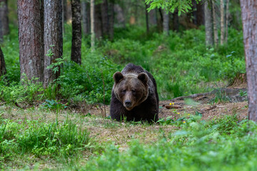 A lone wild brown bear also known as a grizzly bear (Ursus arctos) in an Estonia forest, image shows the bear keeping low to the ground and walking towards the camera 