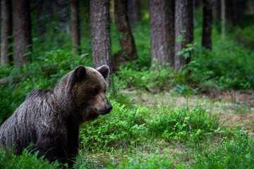 Obraz na płótnie Canvas A lone wild brown bear also known as a grizzly bear (Ursus arctos) in an Estonia forest, sitting on the forest floor on the left of the image looking at the ground and the forest in the background 