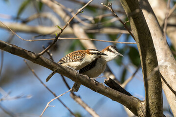 枝にとまるアカエリサボテンミソサザイのペアー