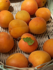 A vertical close up shot of ripe apricots in a tray, one fruit with a leaf. June in Sardinia, Italy