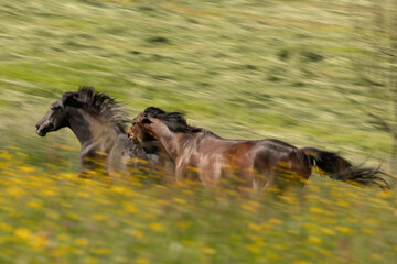 Fototapeta premium Wilde Pferdejagd