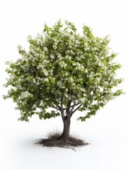 Fototapeta na wymiar shrub on white background, shrub asset image, bush in spring on white background, AI