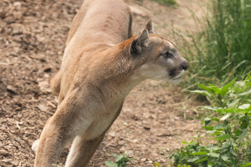 Fototapeta premium AUFMERKSAMER PUMA