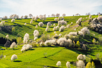 Spring Slovakia landscape. Nature fields with blooming cherries. Unique ecological land management. Polana region, Hrinova, Slovakia Europe. © Zedspider