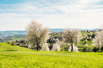 Spring Slovakia landscape. Nature fields with blooming cherries. Unique ecological land management. Polana region, Hrinova, Slovakia Europe. © Zedspider