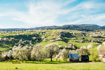 Spring Slovakia landscape. Nature fields with blooming cherries. Unique ecological land management. Polana region, Hrinova, Slovakia Europe. © Zedspider