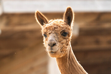 Obraz premium Nettes Alpaka