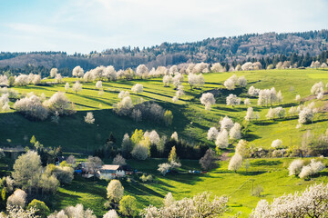 Spring Slovakia landscape. Nature fields with blooming cherries. Unique ecological land management. Polana region, Hrinova, Slovakia Europe. © Zedspider