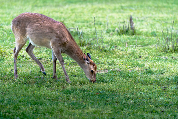 Naklejka na ściany i meble Animals, young deer eating green grass in a national park.