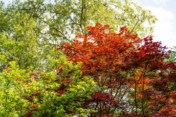 Farbenfrohe Laubbäume 