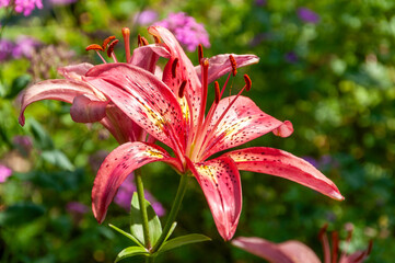 Red Tiger Lily Growing In The Garden In Summer
