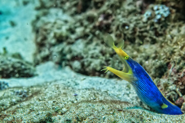 Fototapeta na wymiar ribbon moray eel fish reef tropical sea background