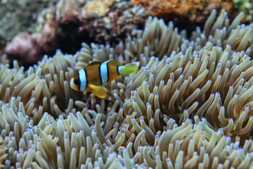 Naklejka na ściany i meble anemone actinia texture underwater reef sea coral