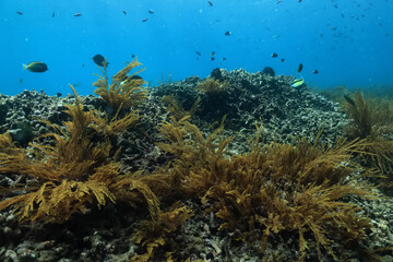 Naklejka na ściany i meble seascape panorama underwater flock of fish in the water