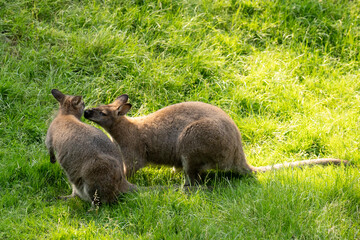 Zwei Kangaroos 