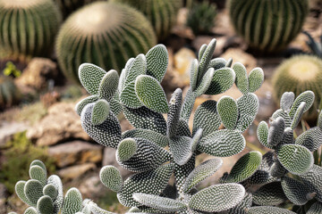 Different types of beautiful cactuses in tropical botanical garden