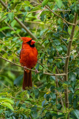 Northern Cardinal in Tree