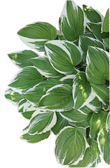 funkia falista, green leaves isolated on white