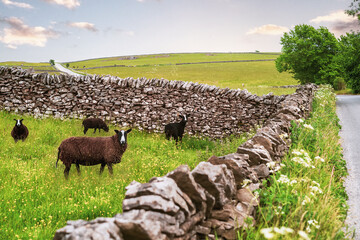 Sheep in a field in Derbyshire, there is a dry stone wall and rolling dales. A road winds its way through the image. - 614556910