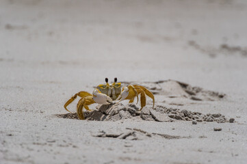 Atlantic Ghost Crab 1