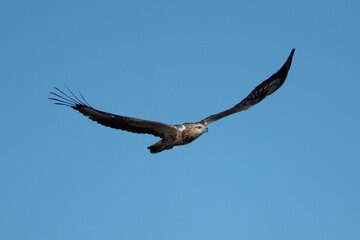 A young White-bellied Sea Eagle flying over Mallacoota Inlet this morning in the clear blue sky