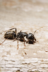close-up. A black woodworm ant on the surface of a tree.