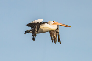 Fototapeta na wymiar Australian Pelican flying over Boggy Creek at Merimbula