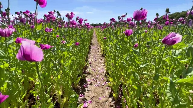 Purple poppies field in Germany. Flowers and seed head. Poppy sleeping pills, opium. High quality 4k footage