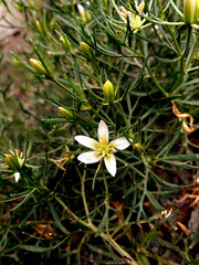yellow flowers
