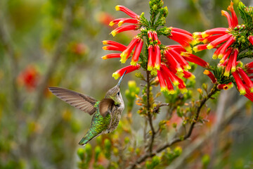 Anna's Hummingbird (Calypte anna) drinks nectar from 
Erica discolor Andrews flower.