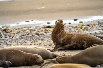Elephant seals rest on the beach, Point Reyes, California