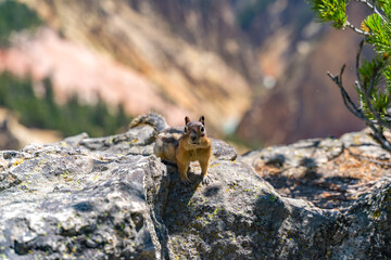 Yellow-pine chipmunk (Tamias amoenus) in Yellowstone National Park. - obrazy, fototapety, plakaty