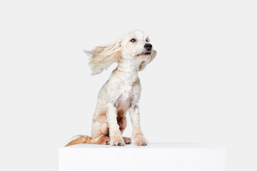 Wind blowing. Image of funny, beautiful, purebred Chinese Crested Dog sitting against white studio...
