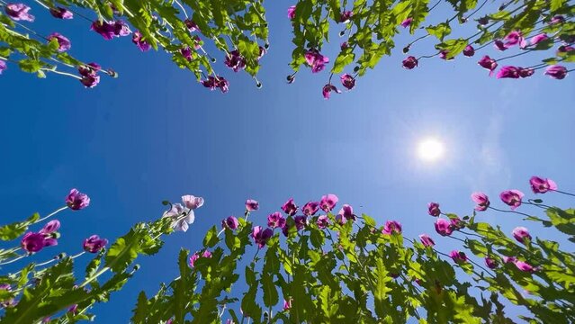 Purple poppies field in Germany. Flowers and seed head. Poppy sleeping pills, opium. High quality 4k footage