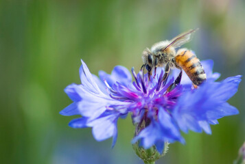 honey-bee on a flower