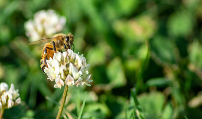 Bee on Clover